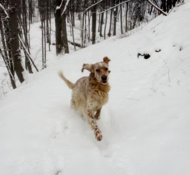 ..Sammy freut sich als einer der wenigen über den österlichen Schnee