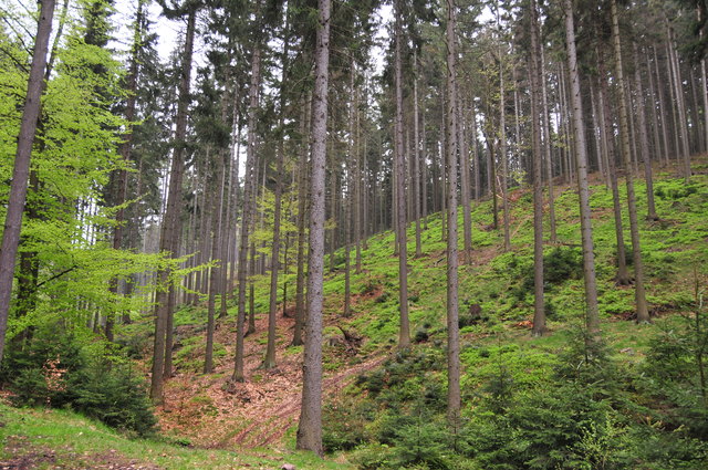 Wirbel im Wald: Der Forstbeamte soll Werkzeuge entwendet haben