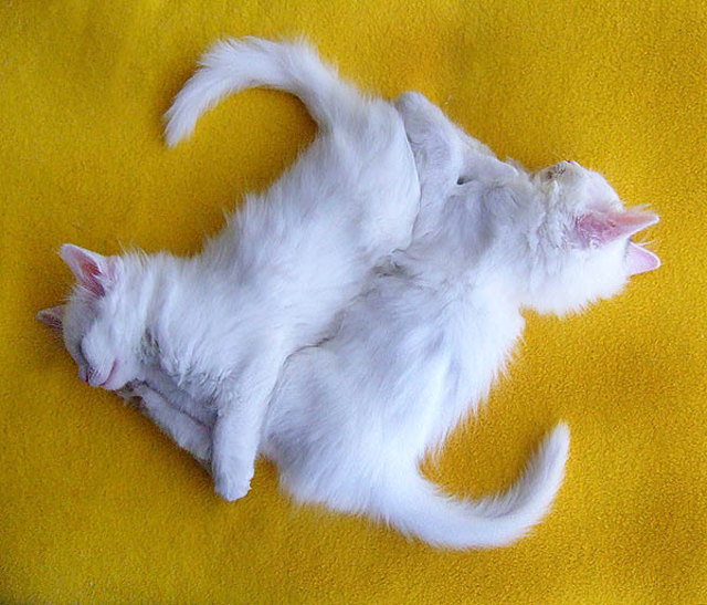 Meine Katzenbabys