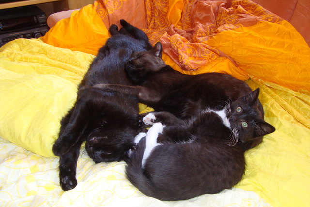 chili, luna und io beim chillen