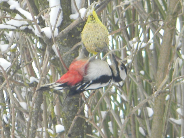 Tierfoto