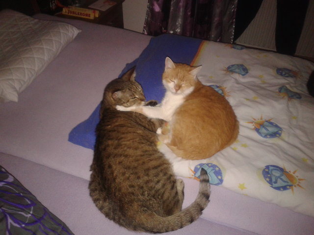 Die beiden Kater Garfield und Buddy lieben sich sehr