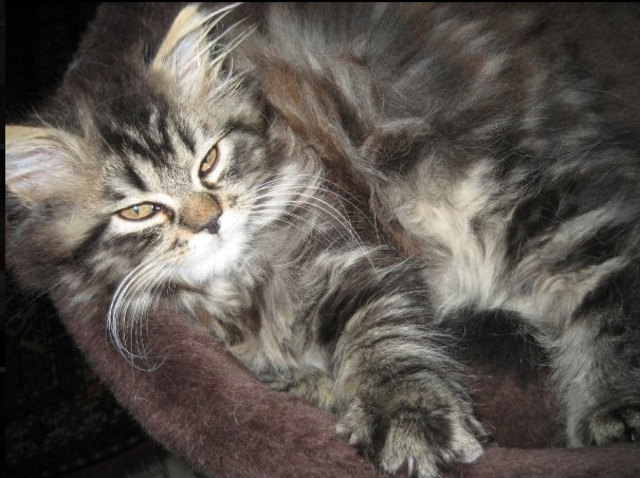 unser Elvis