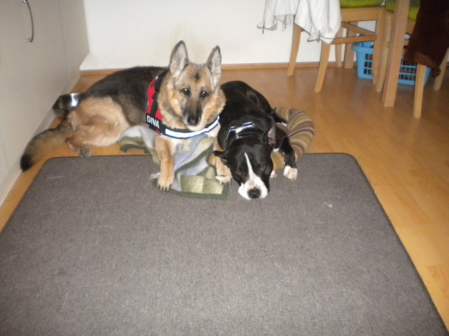 lilli und Bandit