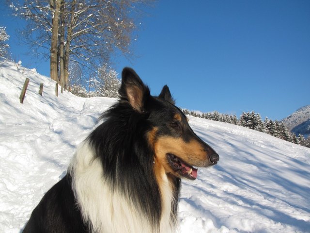 Ricco im Schnee