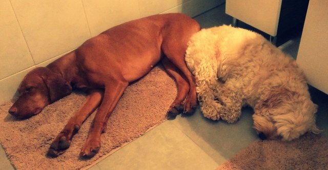 Honey & Benny