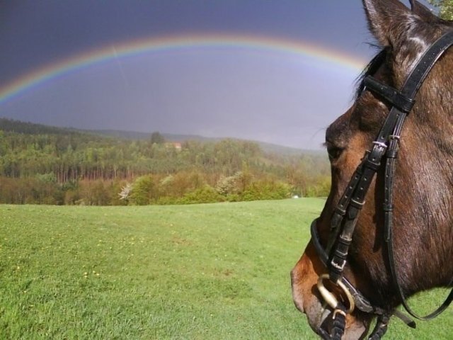 Sultan unter dem Regenbogen