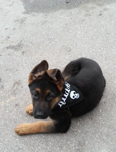 Vorsicht Kampfhund :)