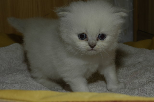 Unsere kleine Eisbärenfrau Puppi