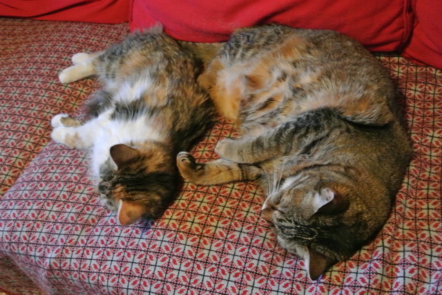 Katzenyoga!