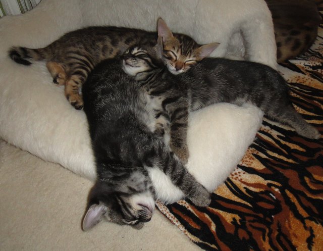 Schäfchen zählen...1...2...3.....zzzzzzzzzz GUTE NACHT