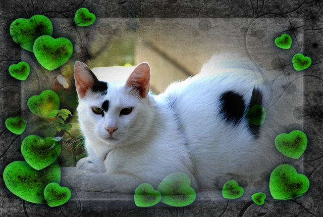Kater Martin