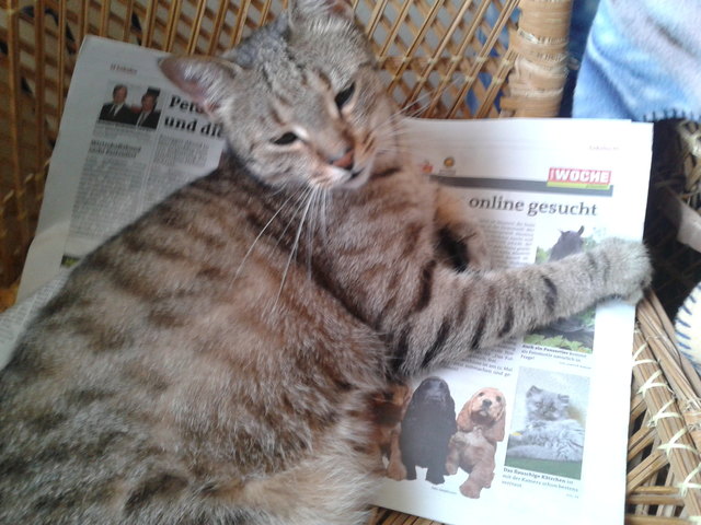 Mein Kater Buddy war so begeistert von dieser Seite und dem Gewinnspiel und musste gleich seine Siesta darauf halten