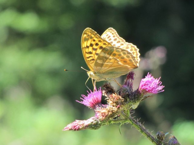Schmetterling auf Distel