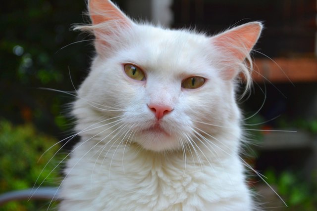 Kater Hermes genießt die Sonne