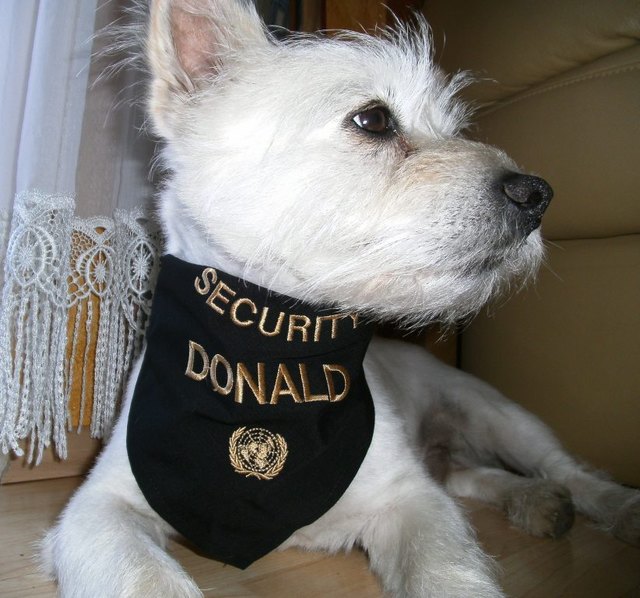 Mein Wachhund Donald