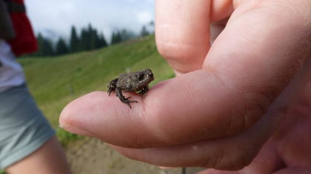 Fast hätten wir den kleinen Freund auf unsere Wanderung übersehen