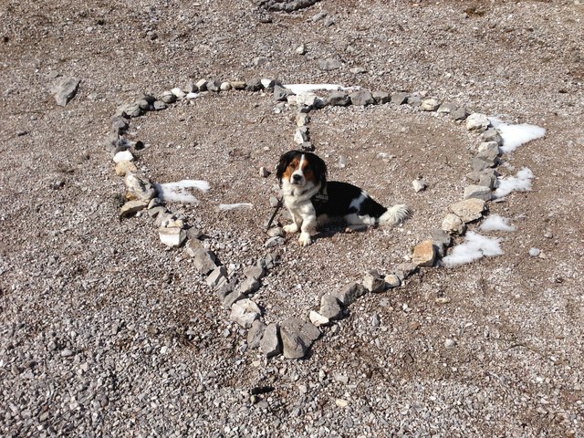 Kleiner Hund, großes Herz