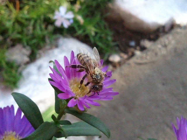 Fleißiges Bienchen