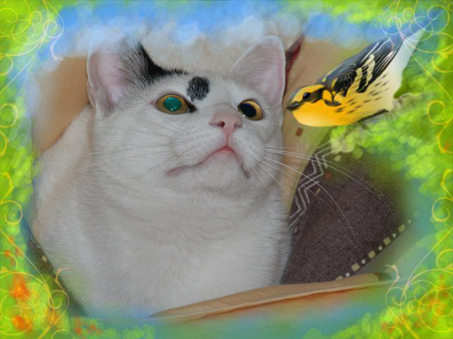 Kater Martin