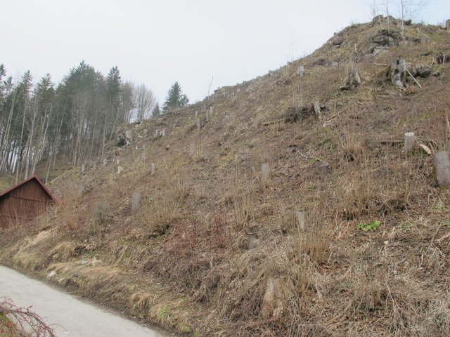 Das blieb vom Wald aus der Kinderheit der Opponitzerin übrig: "Eine Kraterlandschaft".