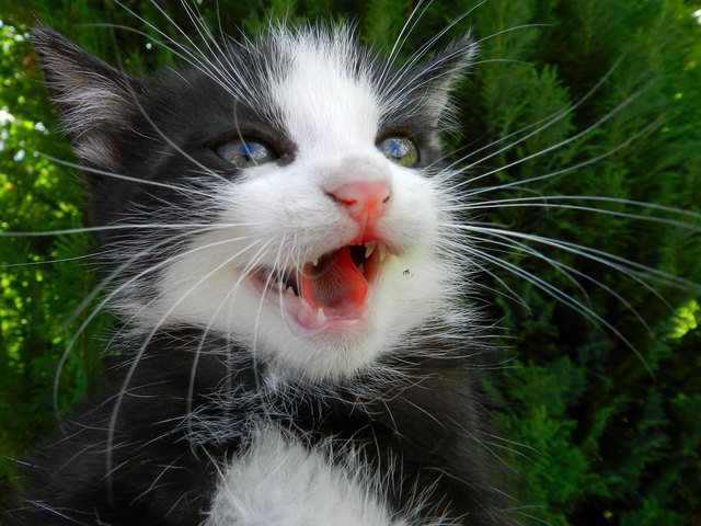 Die grinsende Katze