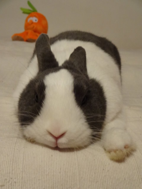 Ostern kann kommen :-)