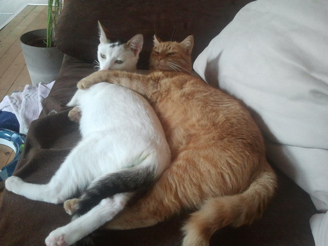 zwei Kuschelkatzen