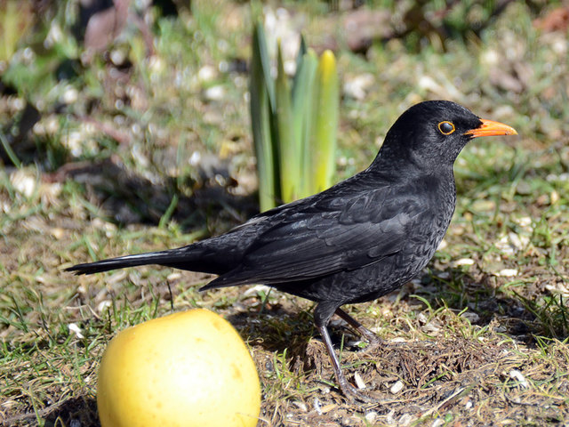 Amsel