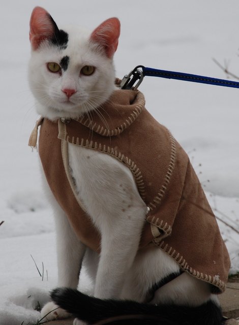 Kater Martin