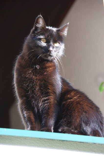 hauskater Sid