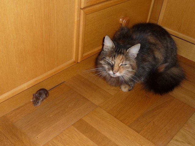 Katz und Maus im Haus