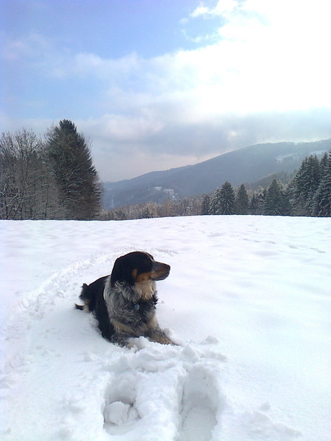 Ricco im Schnee