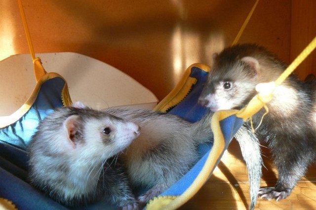 Luna & Mia
