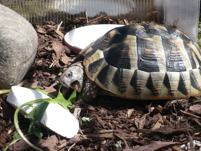 Lass es dir schmecken Sternchen