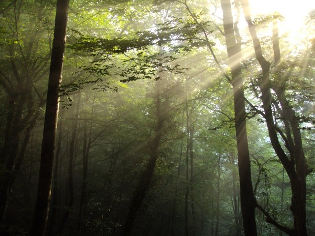 Eines der Fotos von Sonja Raab, die auch andere dazu aufruft, Bilder und Geschichten über den Wald zu teilen.