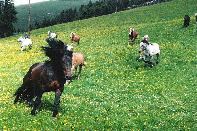 Roß auslassen