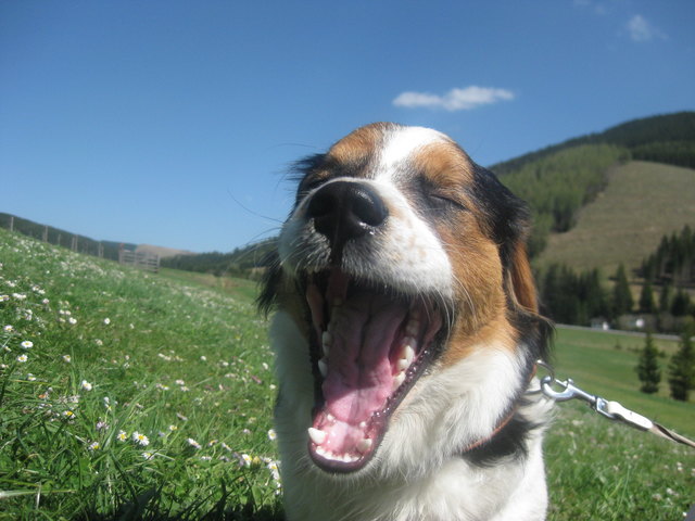 Unser Zeus nach einem langen Spaziergang auf der Teichalm - sichtlich müde