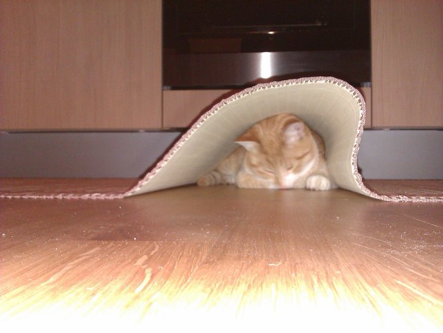 Guck, Guck! Wo ist das Mutzikatzi?? :D