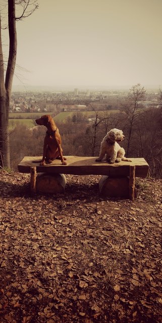 Honey & Benny