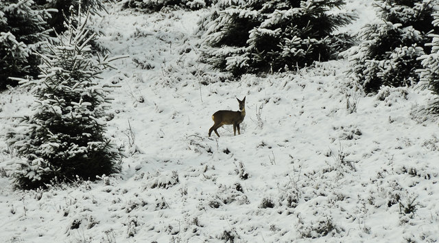 Mein erster Schnee ;)