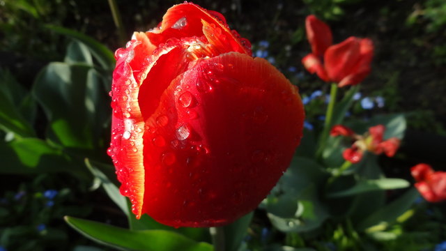 Tulpe nach dem Regen