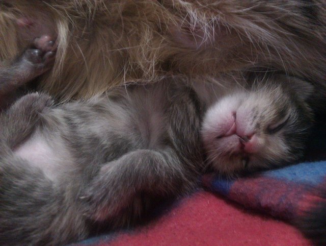mit der mama kuscheln ist immer noch das schönste (-: