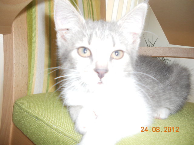 Meine Puppi