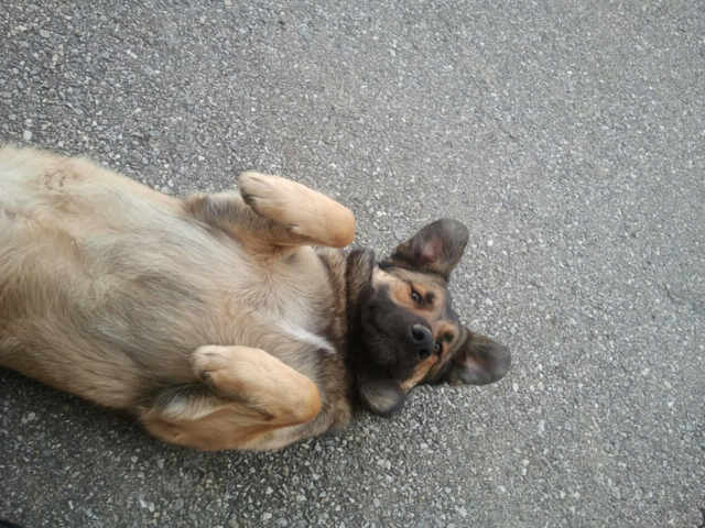 Das ist mein Hund Teddy. Er liebt es sich in der Sonne zu entspannen.