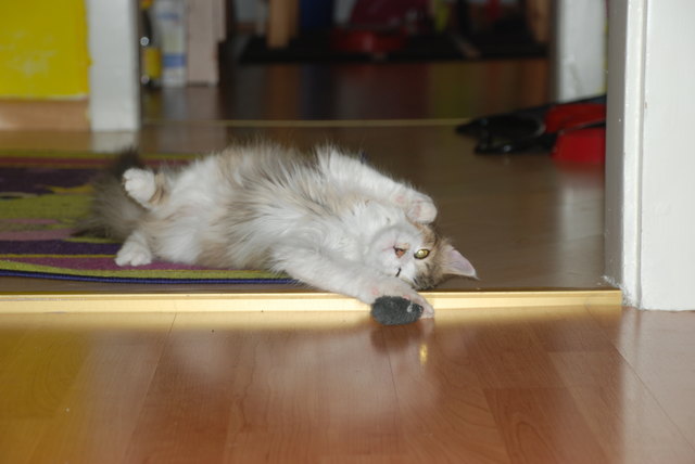 meine lieblings Maus :D