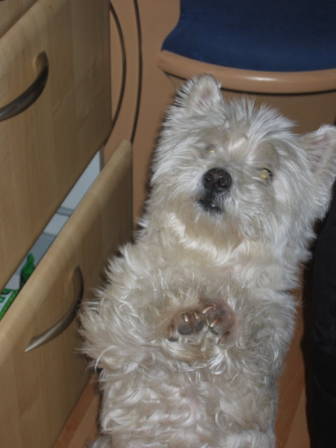 Woody von Waldbachgraben 13 Jahre