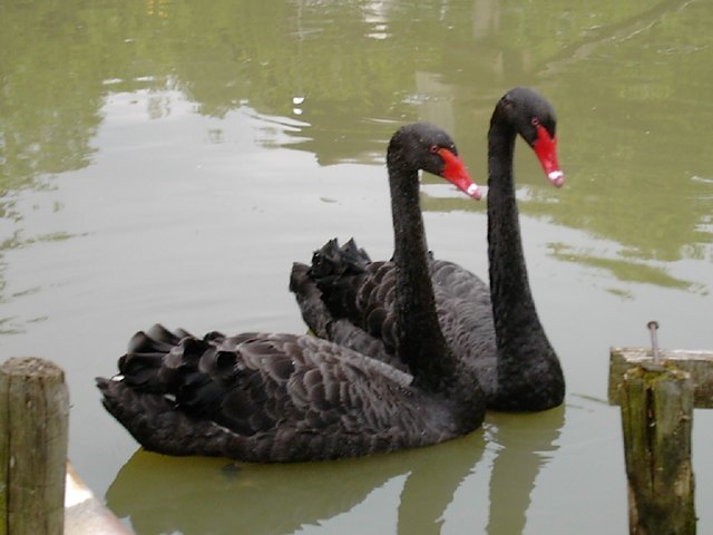 Unsere Trauerschwäne