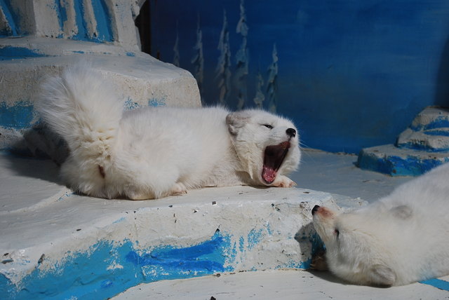 Müder Polarfuchs