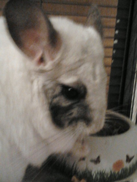 Chinchilla Bijou